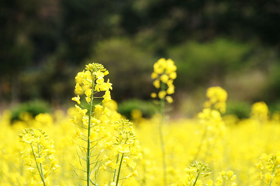 菜の花