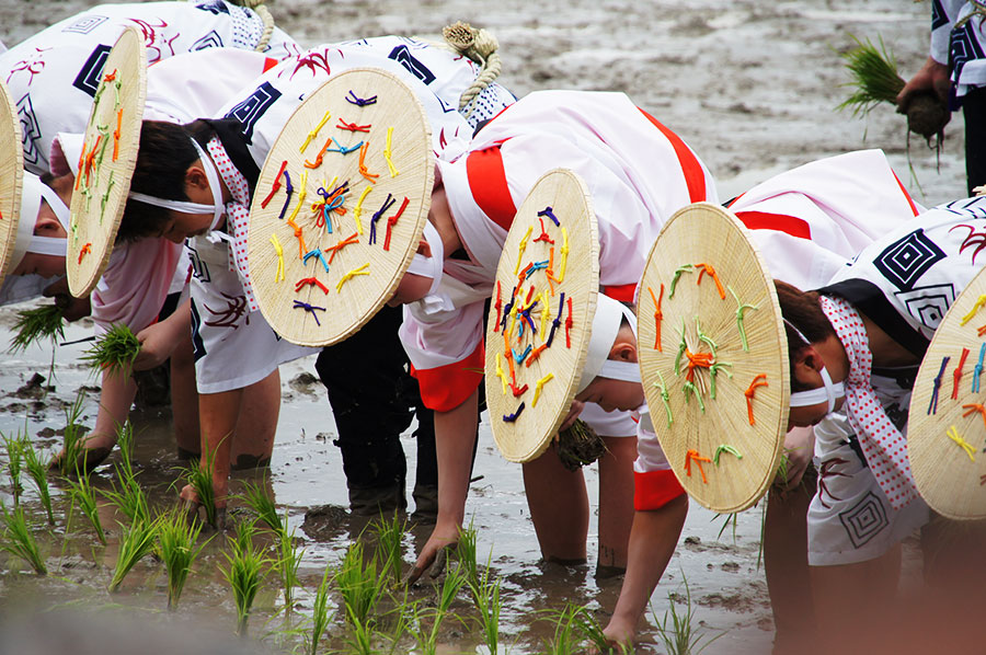 伊雑宮御田植祭