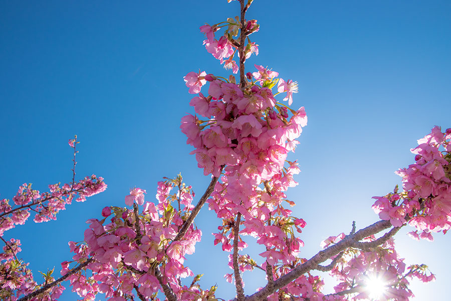 川津桜