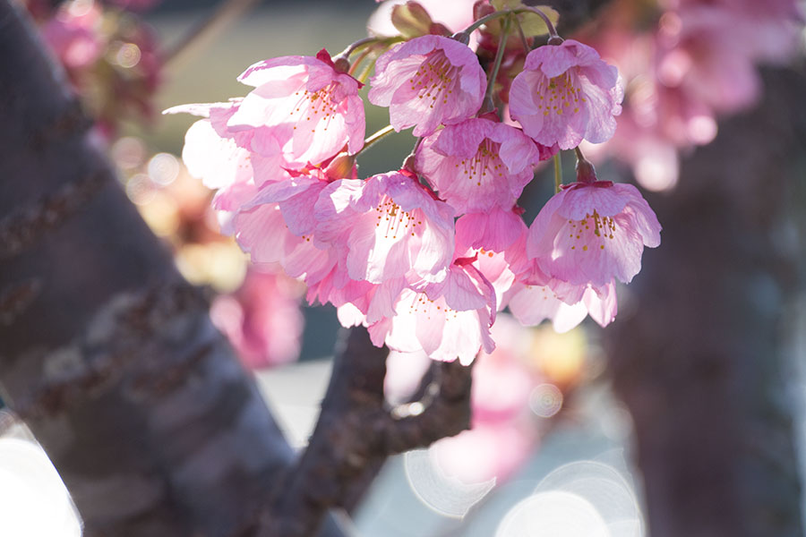 桜