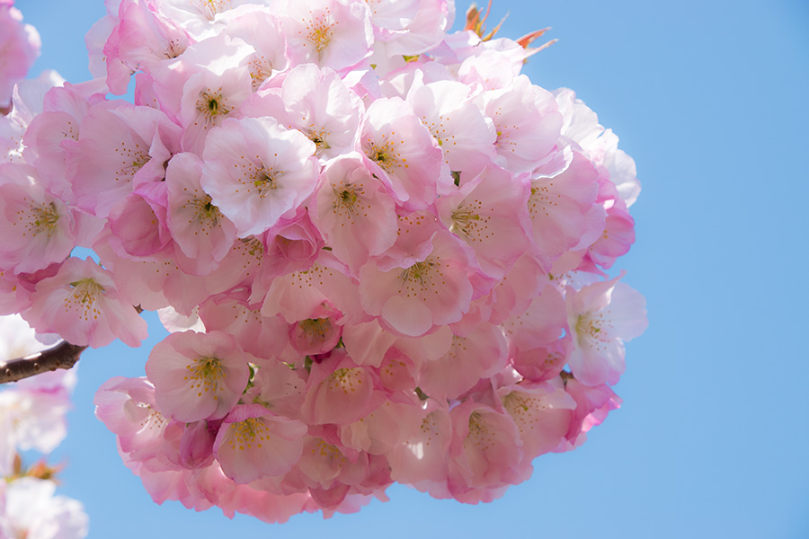 横輪桜