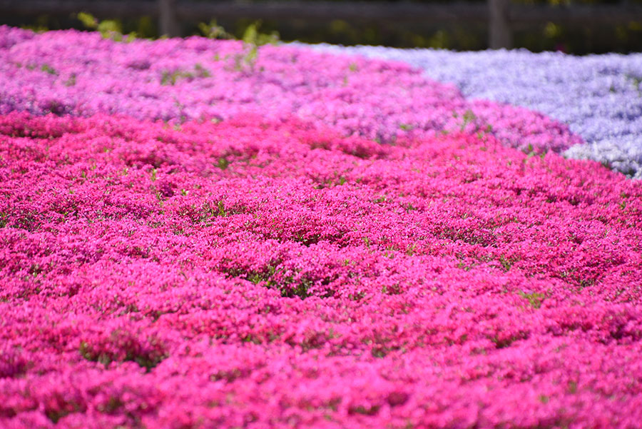 芝桜