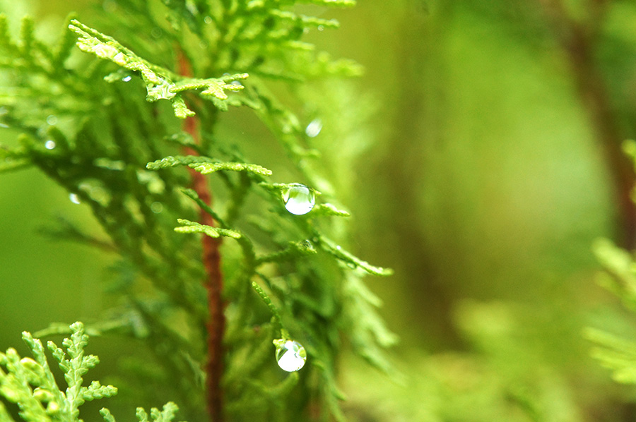 雨